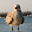 Key West, Florida - Seabird in the Sunset